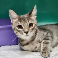Team Tait's Every Animal Matters ico