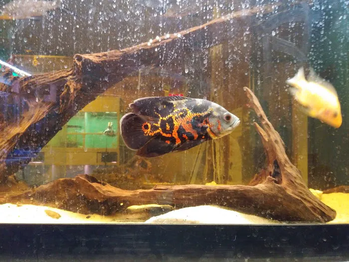 Easy Aquariums - Westbrook Picture 7