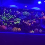 Buy The Sea Aquatics LLC-Coming Soon