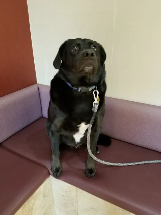Oradell Veterinary Group of Fort Lee Picture 4