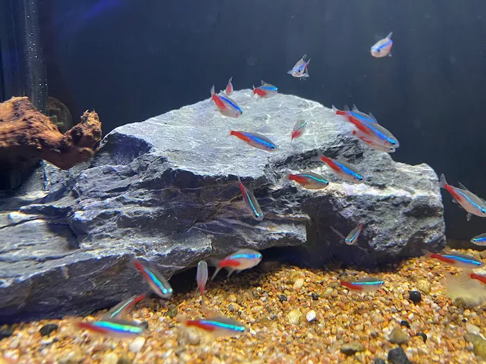 Corals Unlimited Aquarium Store & Services Picture 2