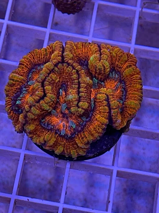 Corals Unlimited Aquarium Store & Services Picture 5