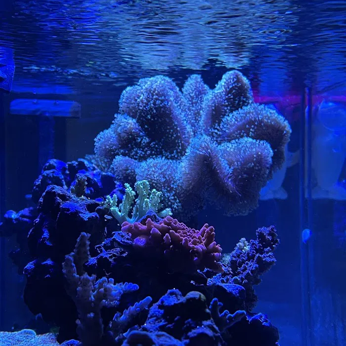 Corals Unlimited Aquarium Store & Services Picture 10