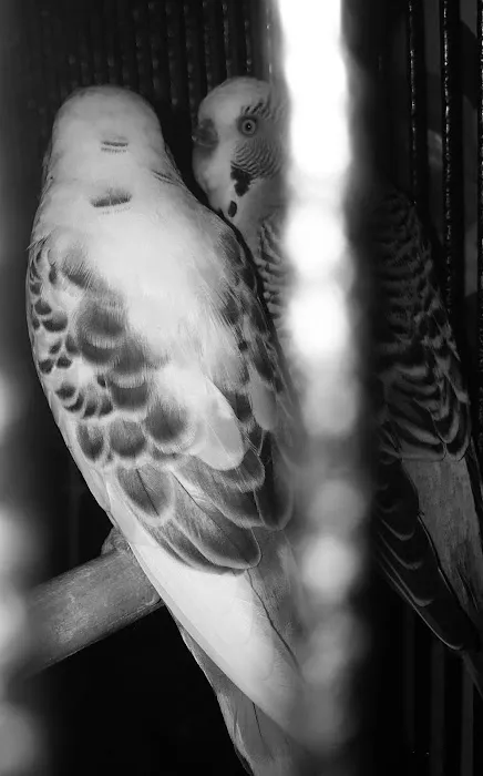 Trey N Ava’s Parent-A-Parakeet Picture 4