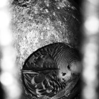 Trey N Ava’s Parent-A-Parakeet ico