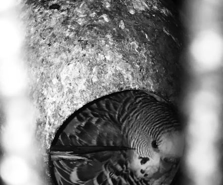 Trey N Avau2019s Parent-A-Parakeet