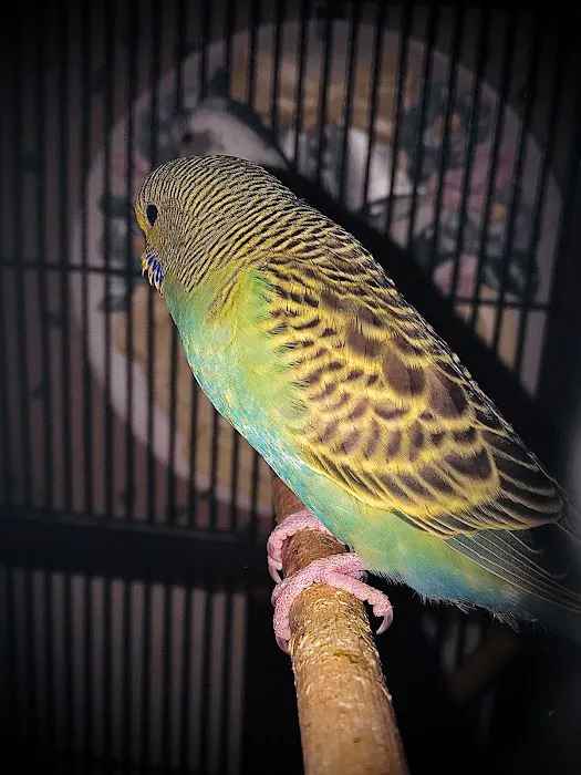 Trey N Ava’s Parent-A-Parakeet Picture 2