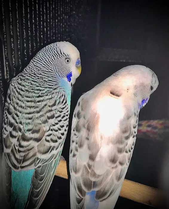 Trey N Ava’s Parent-A-Parakeet Picture 3