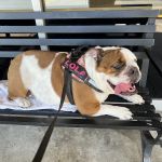 Animal General on Hudson