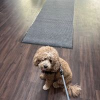 Riverside Animal Hospital North ico