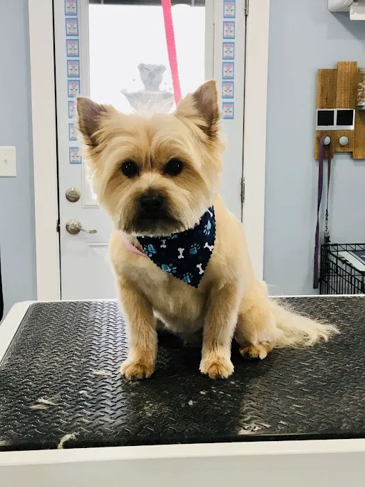 Birch Point Dog Spa Picture 5