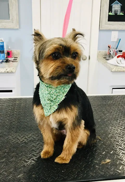 Birch Point Dog Spa Picture 2
