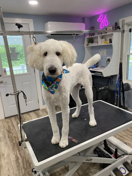 Birch Point Dog Spa Picture 9