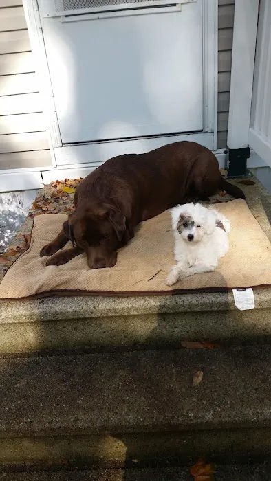 Mainely Puppies Plus Picture 10
