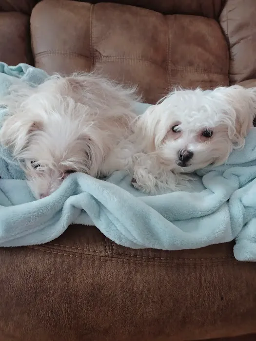 Mainely Puppies Plus Picture 3