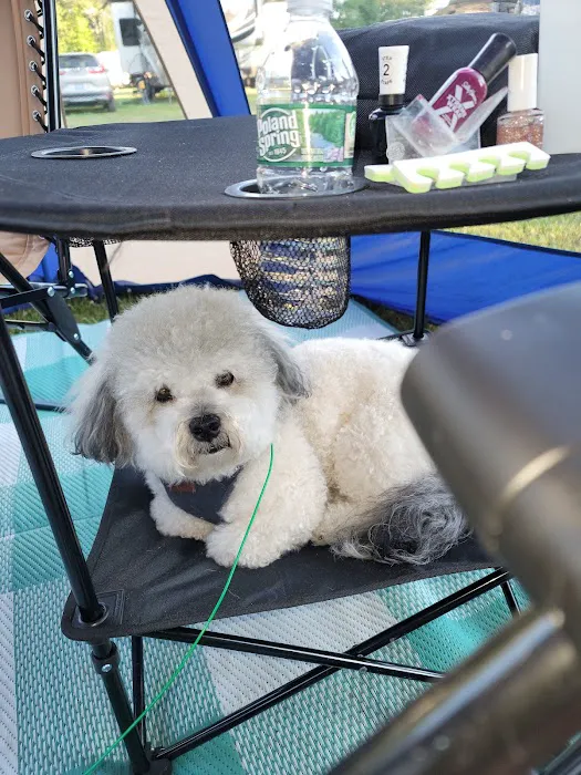 Mainely Puppies Plus Picture 6