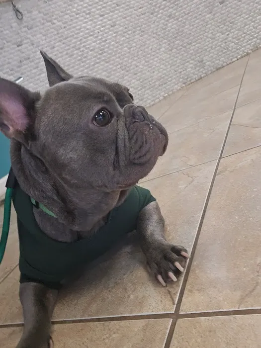 Animal Paradise Hospital Picture 8