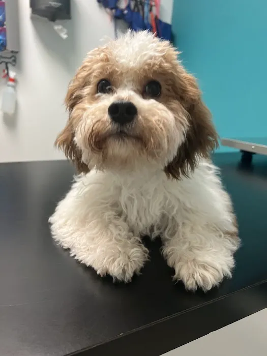Animal Paradise Hospital Picture 5
