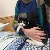 Symphony Veterinary Center ico