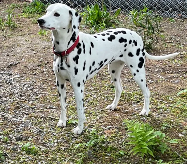 Doodles Pet Care Picture 1