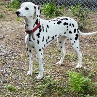 Doodles Pet Care ico