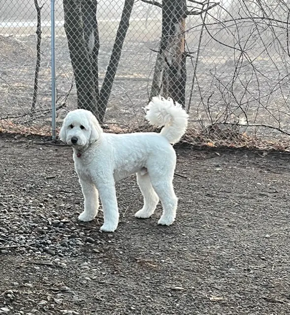 Doodles Pet Care Picture 8