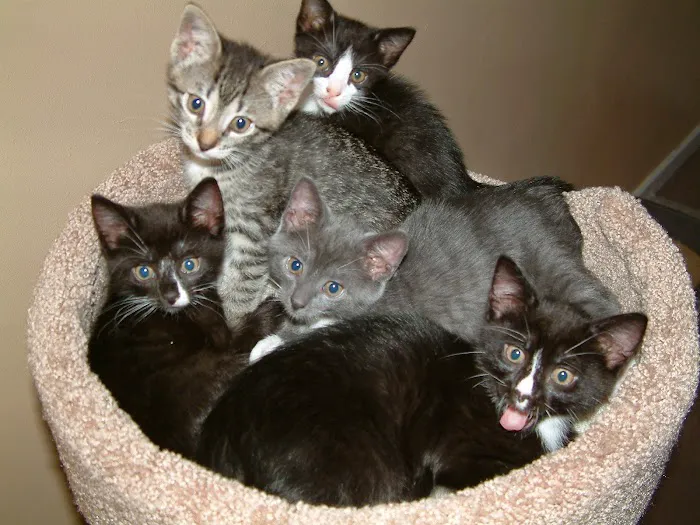 Gotham Veterinary Center Picture 4