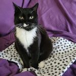 Gotham Veterinary Center