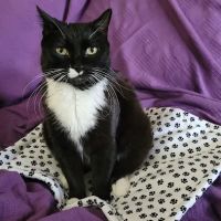 Gotham Veterinary Center ico
