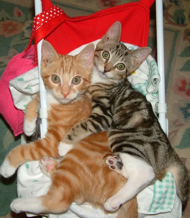 Gotham Veterinary Center Picture 6