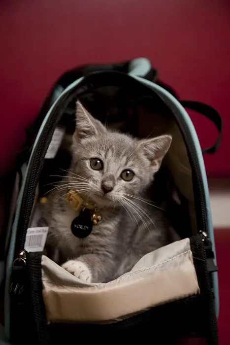 Gotham Veterinary Center Picture 10