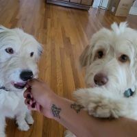 Farm to Fluffy ico