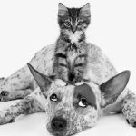 Petchester Veterinary