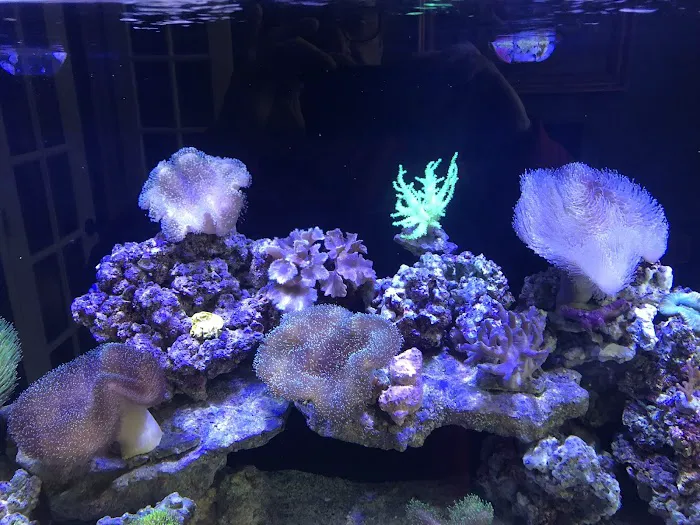 AquaCorals Reef Aquariums Picture 9