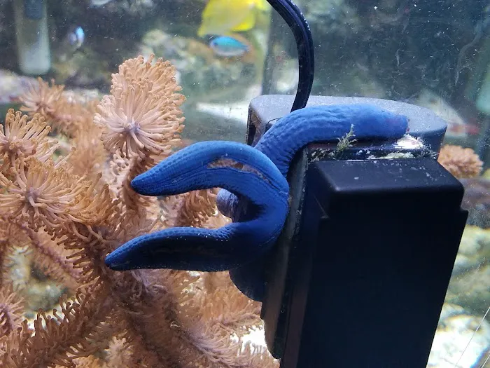 AquaCorals Reef Aquariums Picture 2