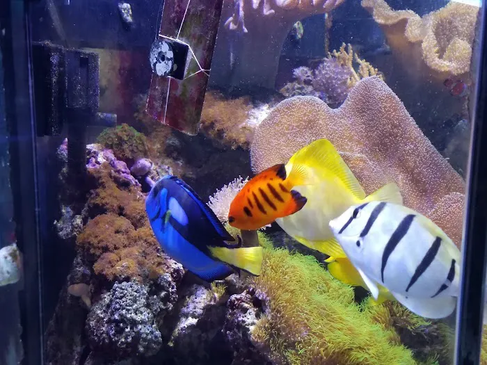AquaCorals Reef Aquariums Picture 7