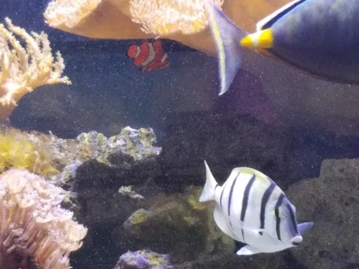 AquaCorals Reef Aquariums Picture 3