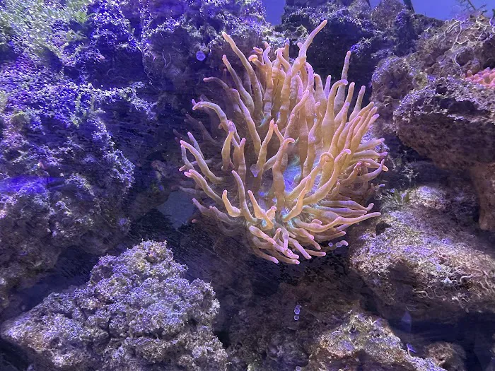 AquaCorals Reef Aquariums Picture 10