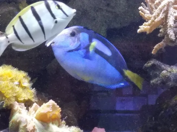 AquaCorals Reef Aquariums Picture 1