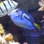 AquaCorals Reef Aquariums