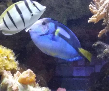 AquaCorals Reef Aquariums