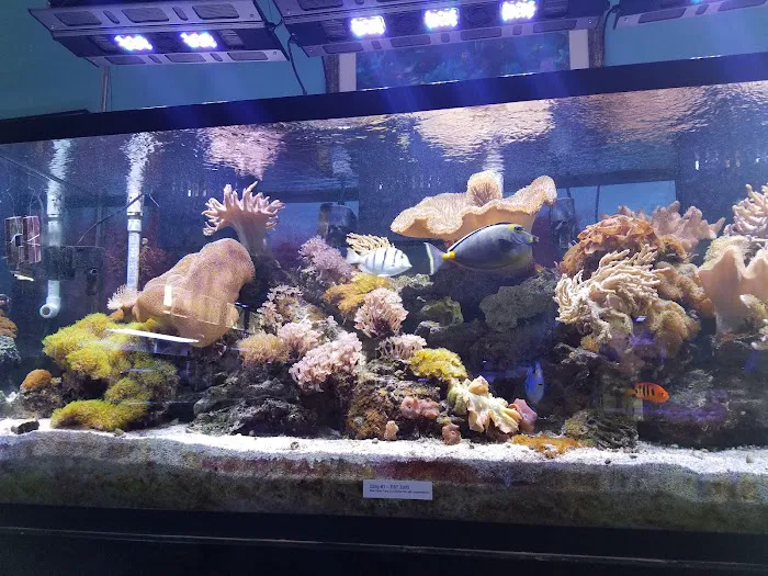 AquaCorals Reef Aquariums Picture 8