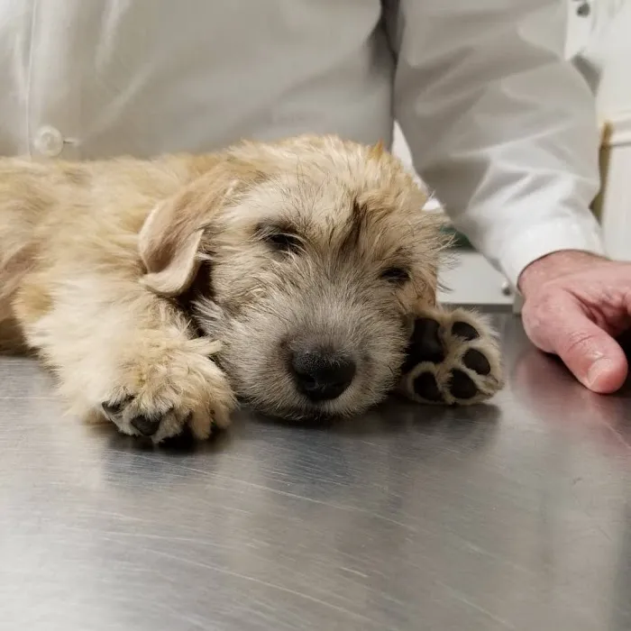 Tuckahoe Animal Hospital & Pet Center Picture 4