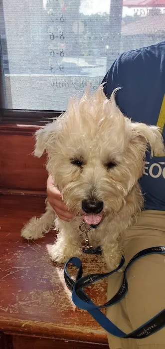 Tuckahoe Animal Hospital & Pet Center Picture 3