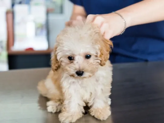 Tuckahoe Animal Hospital & Pet Center Picture 5