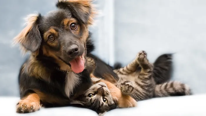 Tuckahoe Animal Hospital & Pet Center Picture 10