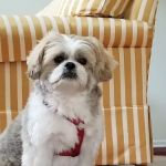 Tuckahoe Animal Hospital & Pet Center