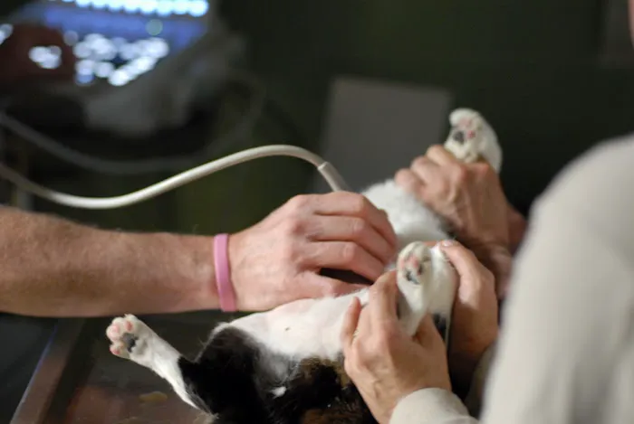 Animal Health Care PC Picture 5