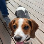 Larchmont Animal Hospital