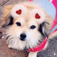 Stamen Animal Hospital ico